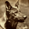 任丁丁(Rin Tin Tin Jr.) 任丁丁(Rin Tin Tin Jr.)