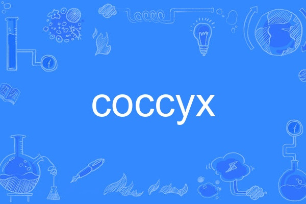 coccyx coccyx