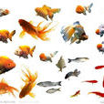 金魚(由鯽魚改良而成的觀賞魚類的統稱) 金魚(由鯽魚改良而成的觀賞魚類的統稱)