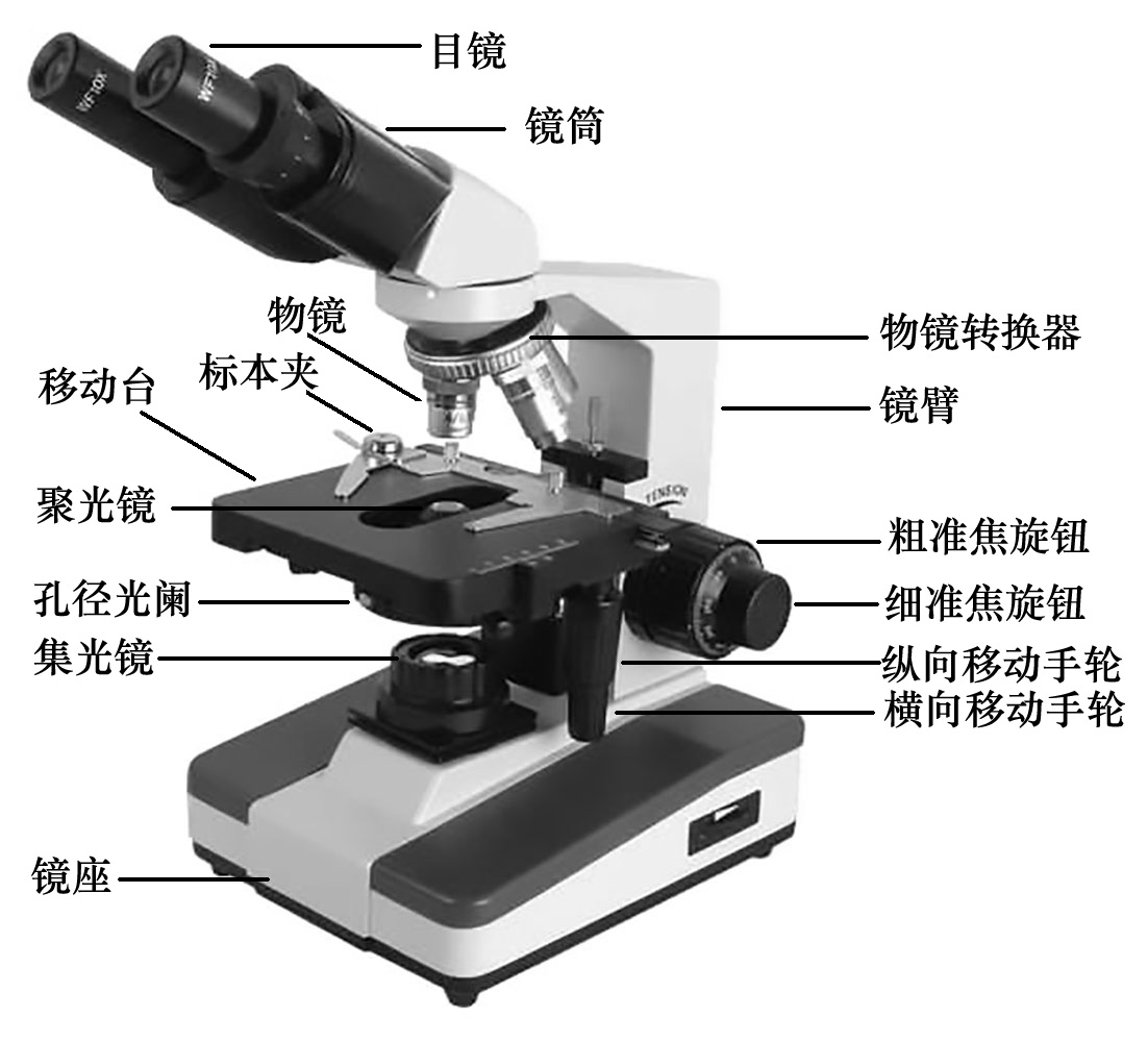 光學顯微鏡的結構