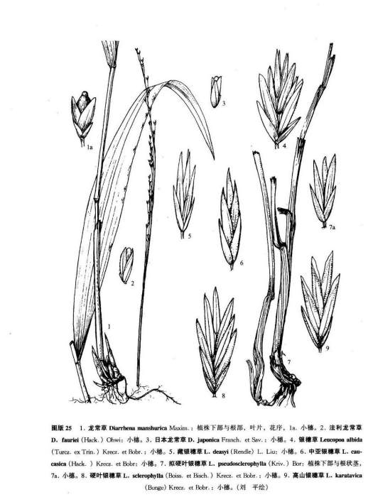 日本龍常草 日本龍常草