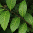 雲南美登木 雲南美登木
