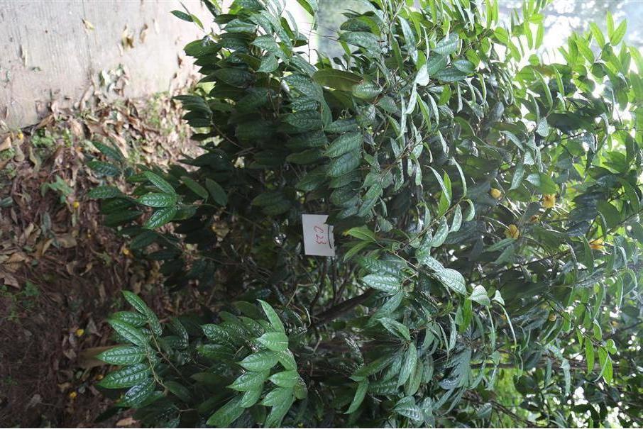 金花茶優樹FS023 金花茶優樹FS023