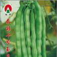 泰國十號 泰國十號