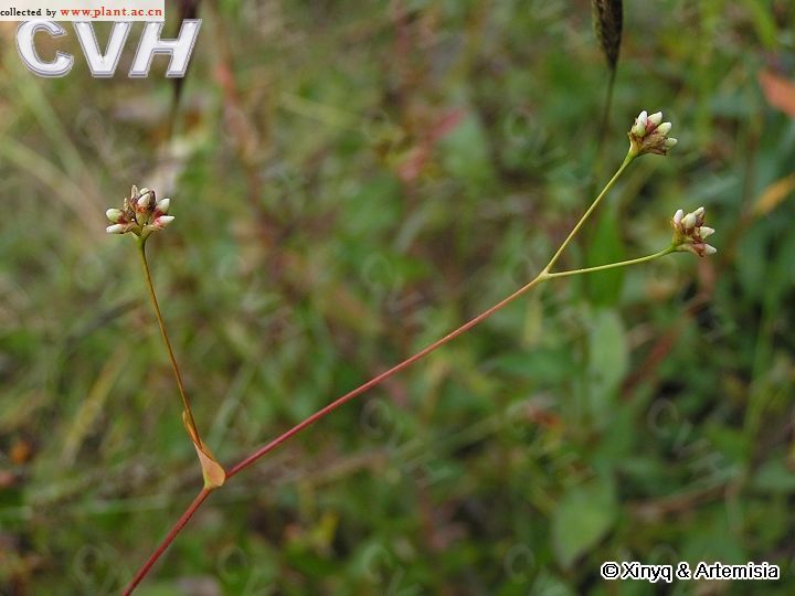 箭葉蓼(蓼科蓼屬植物) 箭葉蓼(蓼科蓼屬植物)