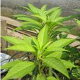指甲花葉(植物) 指甲花葉(植物)