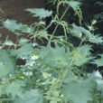 甘肅蕁麻 甘肅蕁麻