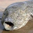 原鰭魚 原鰭魚