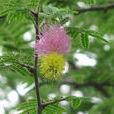 代兒茶屬 代兒茶屬