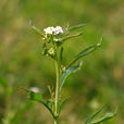 家獨行菜(家獨行菜)