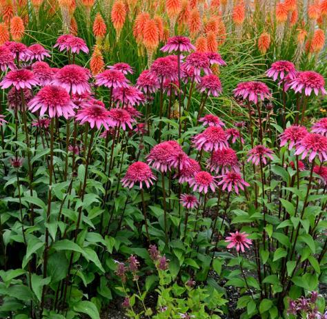 Echinacea (Supreme Series) \x27Elegance\x27 Echinacea (Supreme Series) \x27Elegance\x27