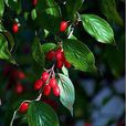 茱萸佩 茱萸佩