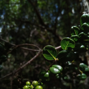 Danais microcarpa