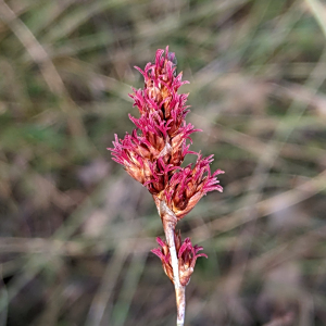 Apodasmia brownii