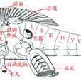 盾片 盾片