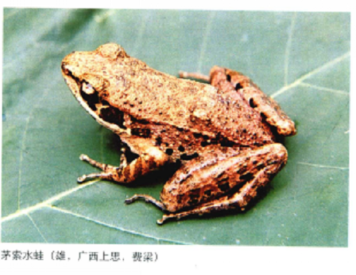茅索水蛙 茅索水蛙