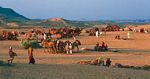 集結於塔爾沙漠布希格爾的印度朝聖者