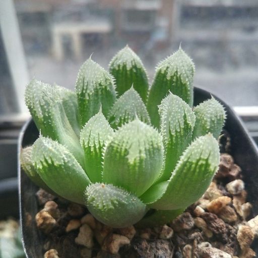 帝都玉露 帝都玉露