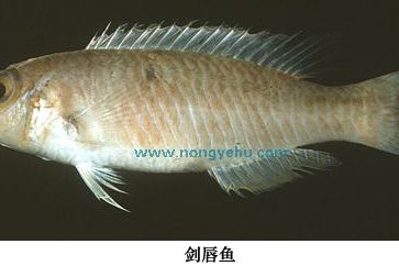 劍唇魚屬 劍唇魚屬