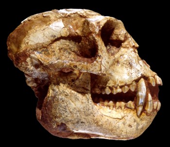 中猴頭骨化石