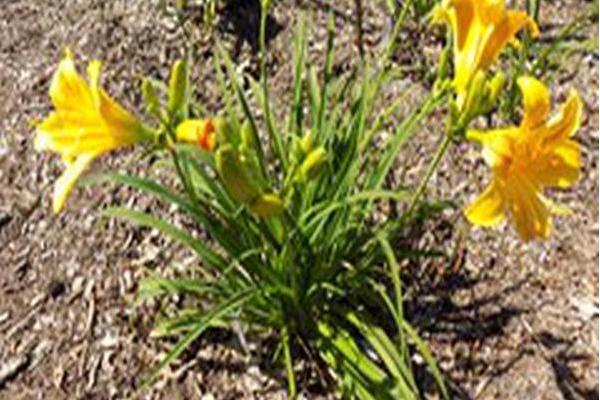 Hemerocallis \x27VER00204\x27 EVERYDAYLILY YELLOW PUNCH Hemerocallis \x27VER00204\x27 EVERYDAYLILY YELLOW PUNCH