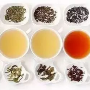 茶(Camellia sinensis)