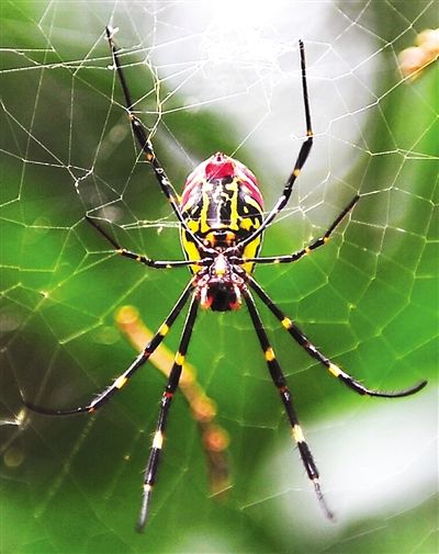 織網型蜘蛛