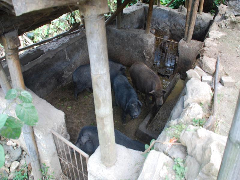官種地自然村-生豬養殖