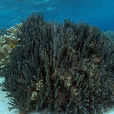 大園盤珊瑚