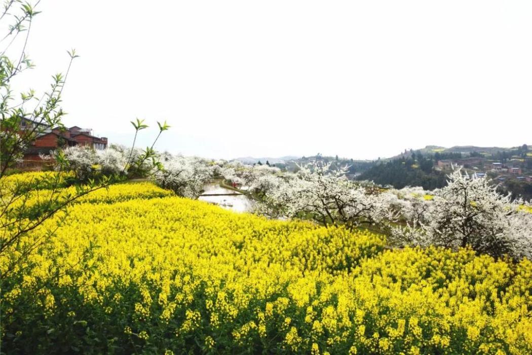 聚寶後村