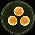 橙青黴菌