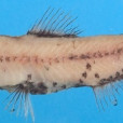 亮胸眶燈魚 亮胸眶燈魚