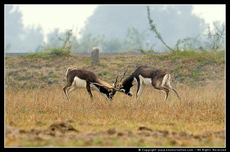 印度黑羚的生活