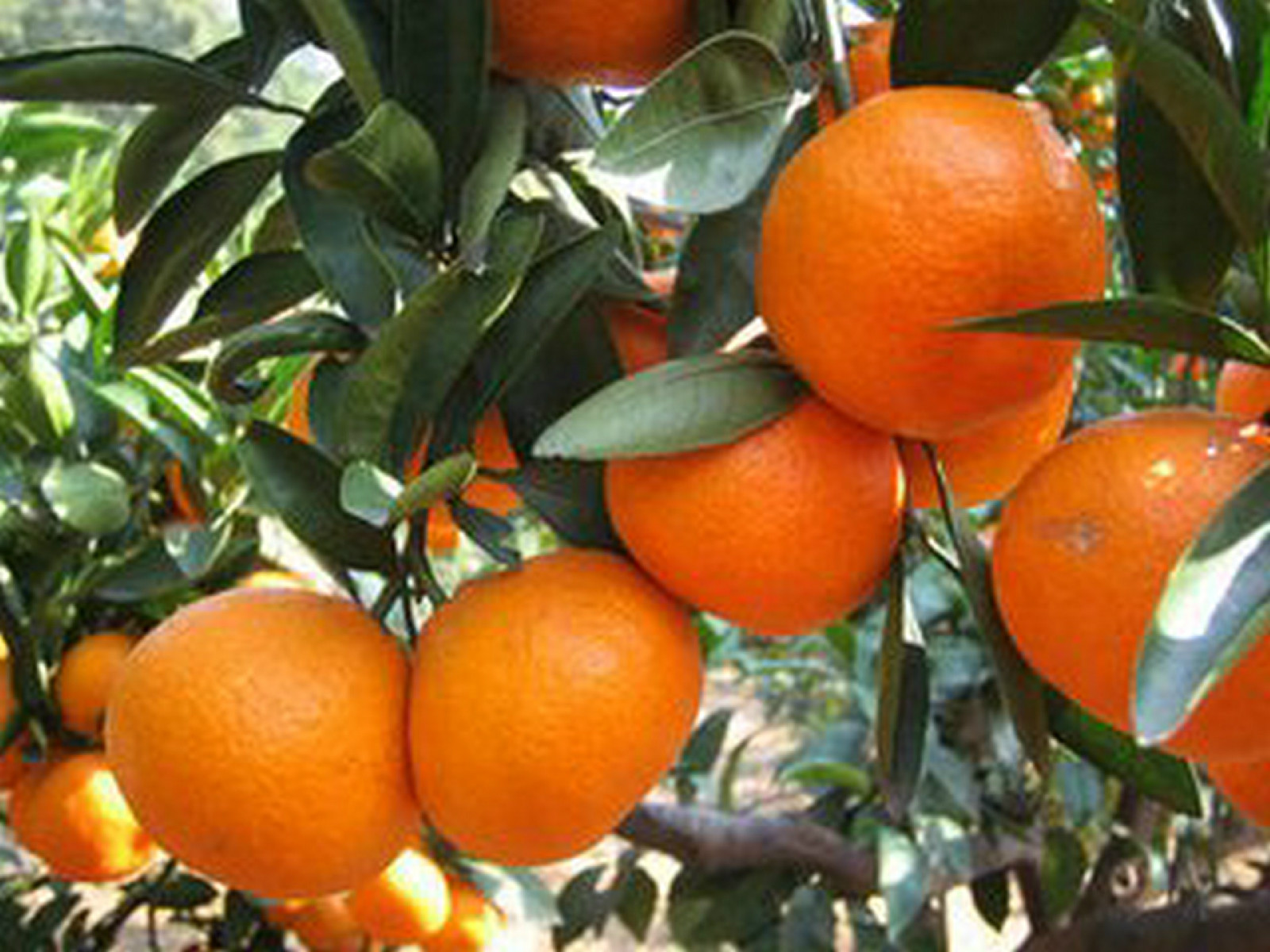 清見蜜橘