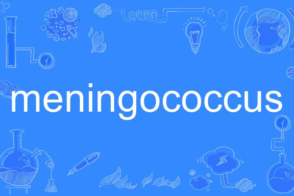 meningococcus meningococcus