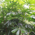 孔雀木(五加科南鵝掌柴屬植物) 孔雀木(五加科南鵝掌柴屬植物)