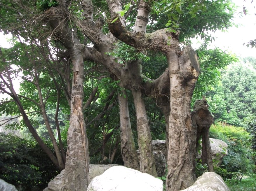 千年神仙樹