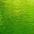 綠藻素