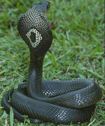 孟加拉眼鏡蛇