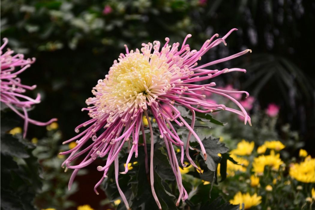 菊形 菊形