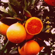 紅肉橙樹形特徵