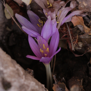 Colchicum baytopiorum