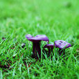 紫蘑菇