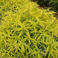 金葉蕕 金葉蕕