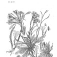 小花離子芥 小花離子芥