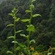 小頭風毛菊 小頭風毛菊