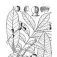 華山楝 華山楝