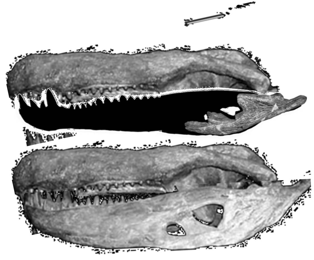 巴西普鱷