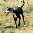 短毛細犬 短毛細犬