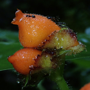 Gasteranthus corallinus
